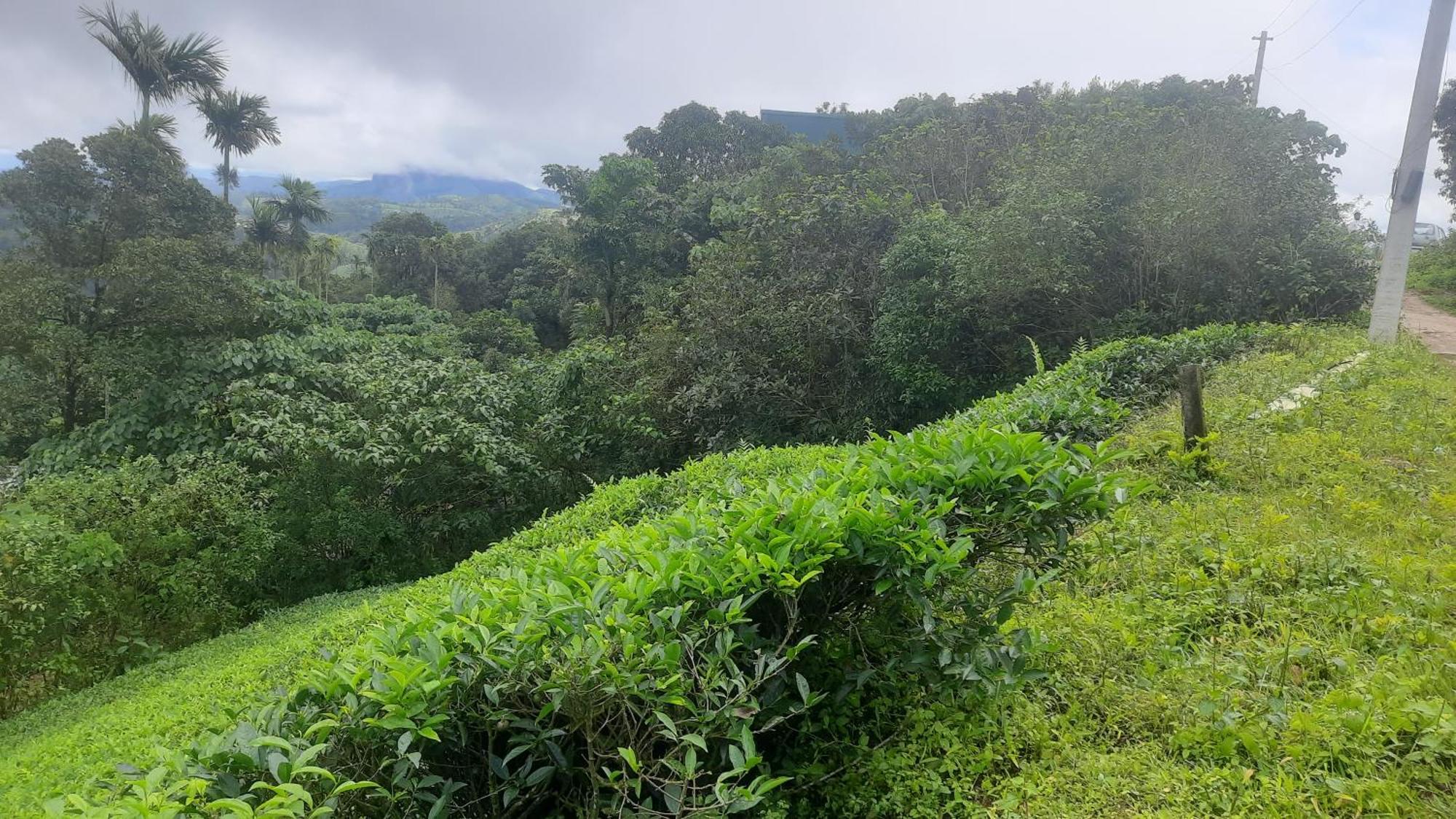 Paradise Meadows Vagamon Luaran gambar